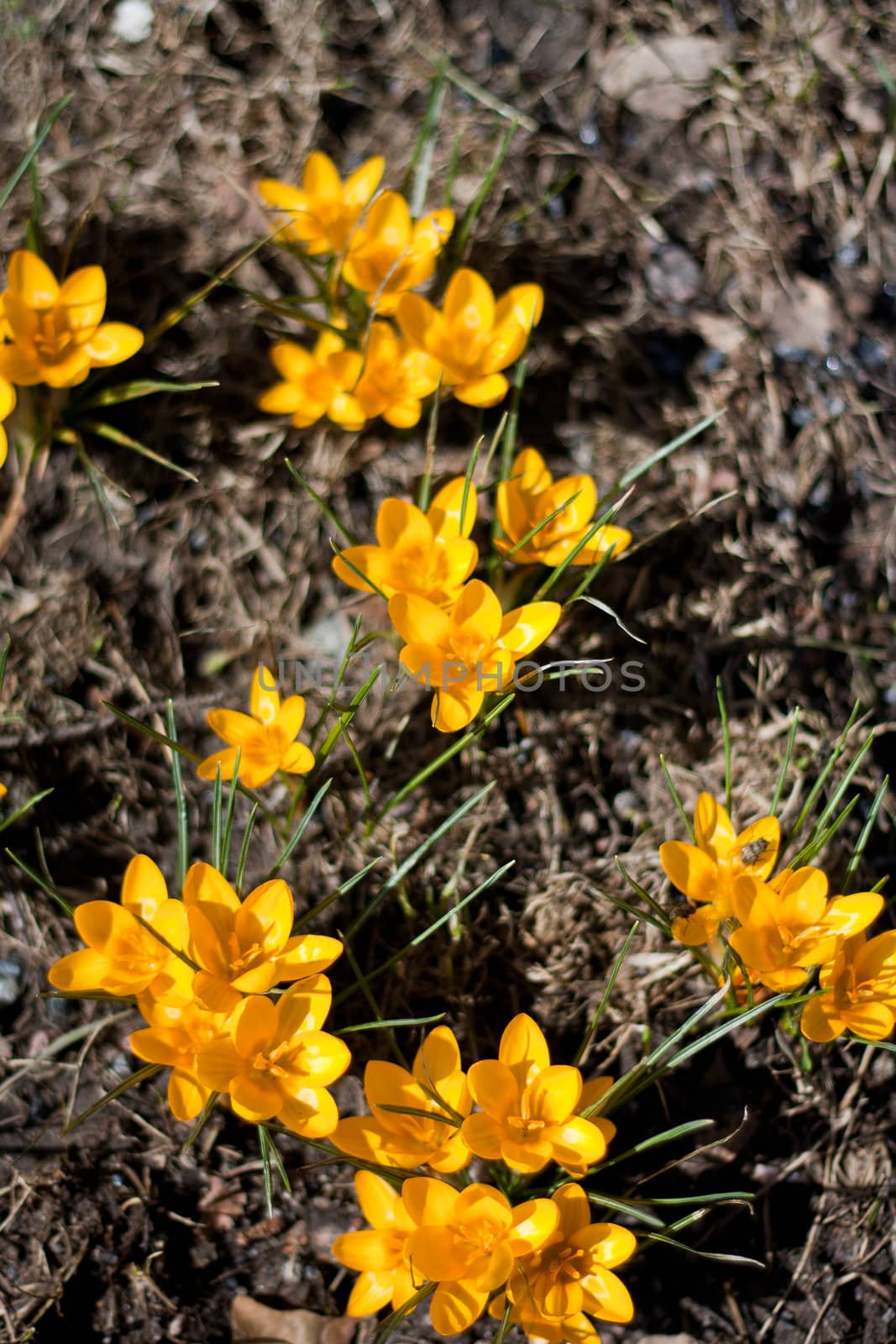 Yellow spring flowers in Finland. Closeup macro shot.