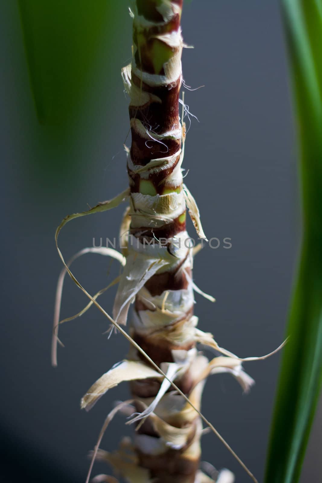 Closeup shot of a small palm tree inside.