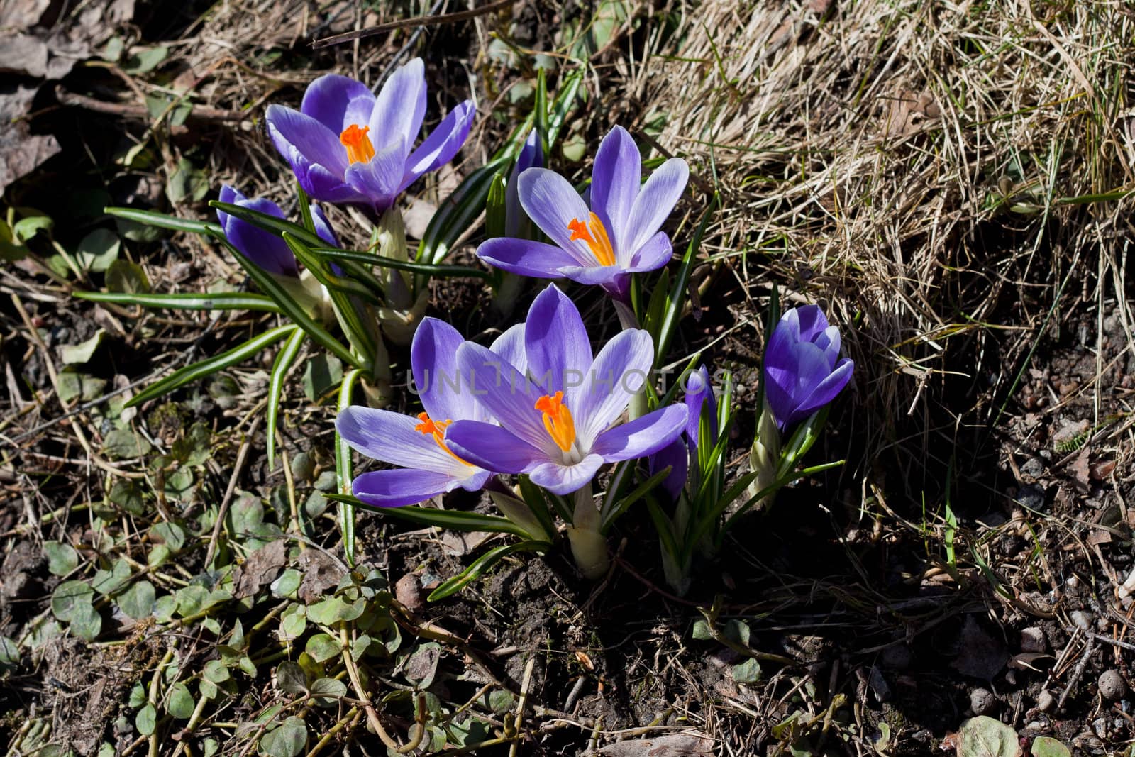 Purple spring flowers in Finland. Closeup macro shot