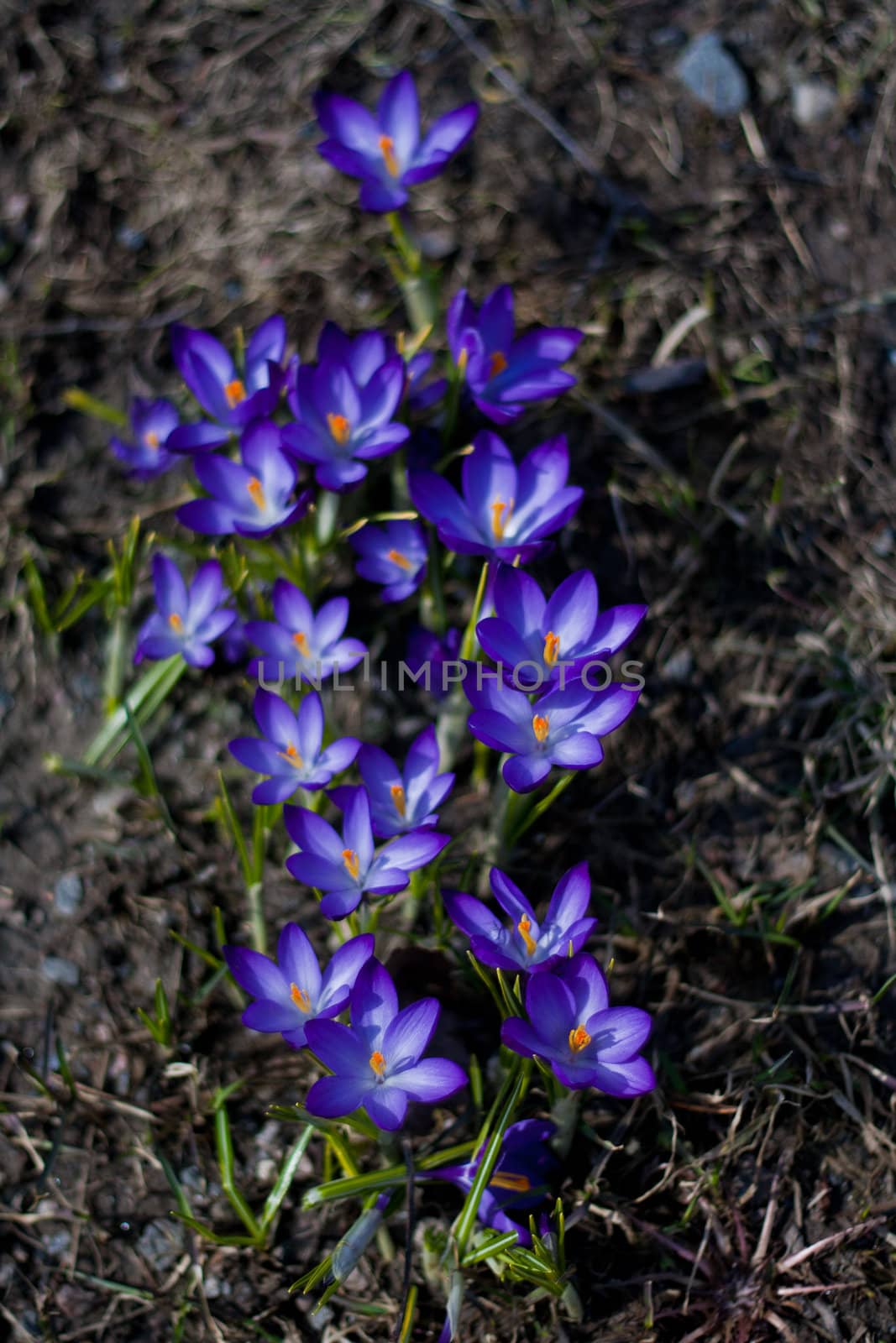 Purple spring flowers in Finland. Closeup macro shot