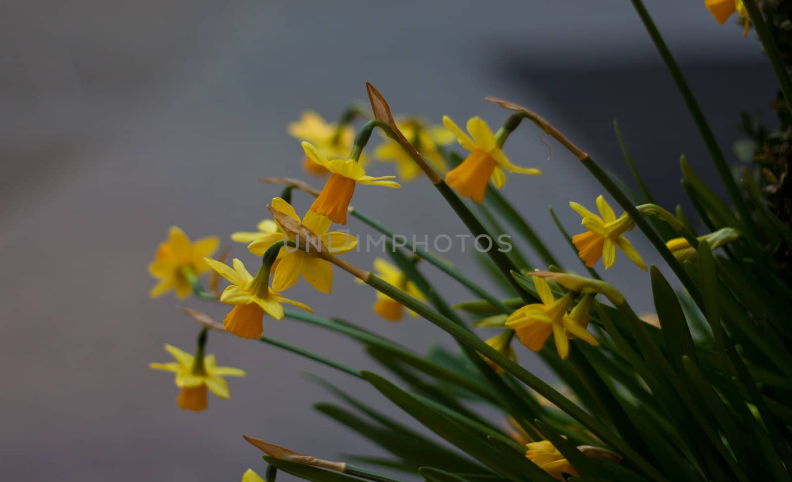 Closeup macro shot of a yellow flowers shot in a city.