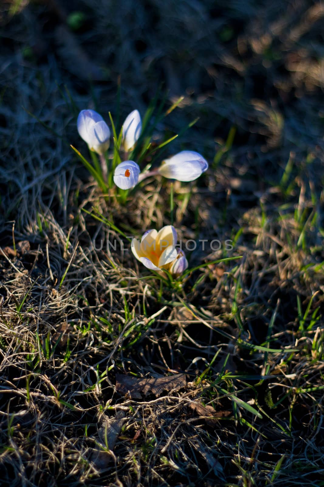 Closeup macro shot of a white flowers found in springtime Finland