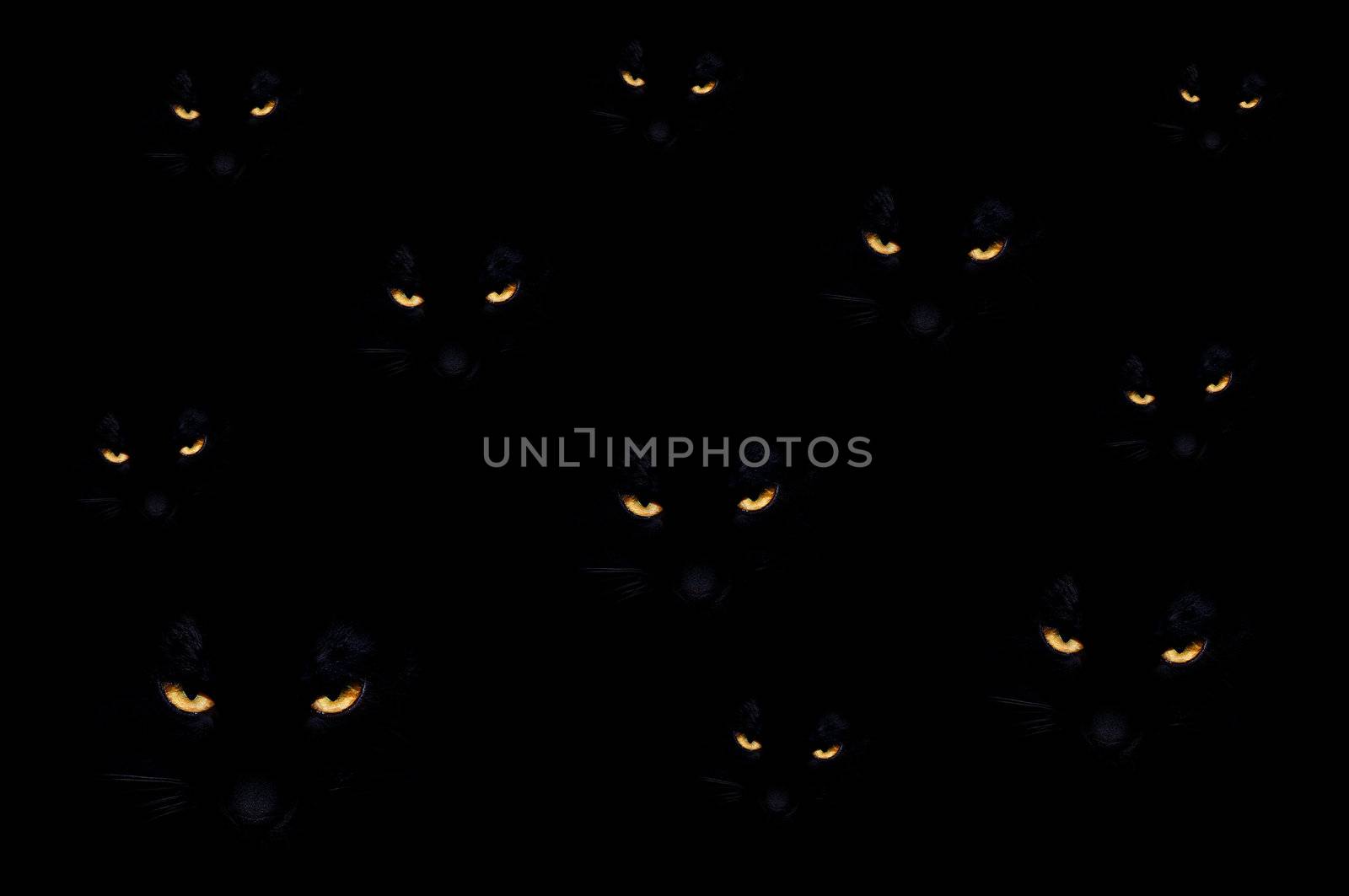 Group of black evil cats in the dark