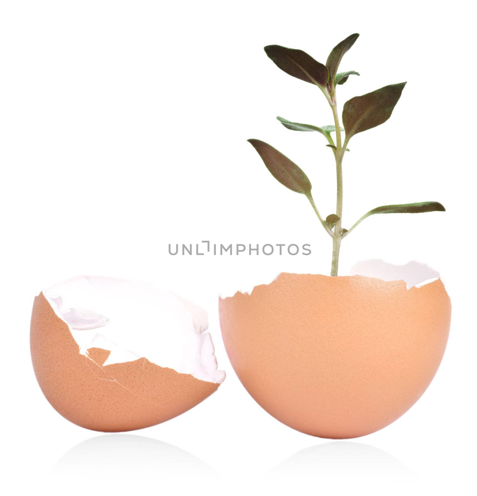 Plant sprouts from a broken egg shell on a white background