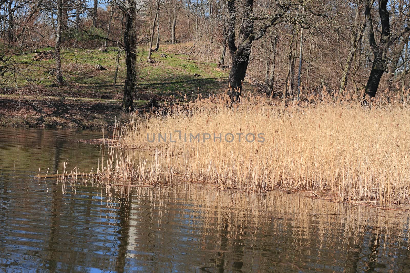 Reeds in a lake in early spring