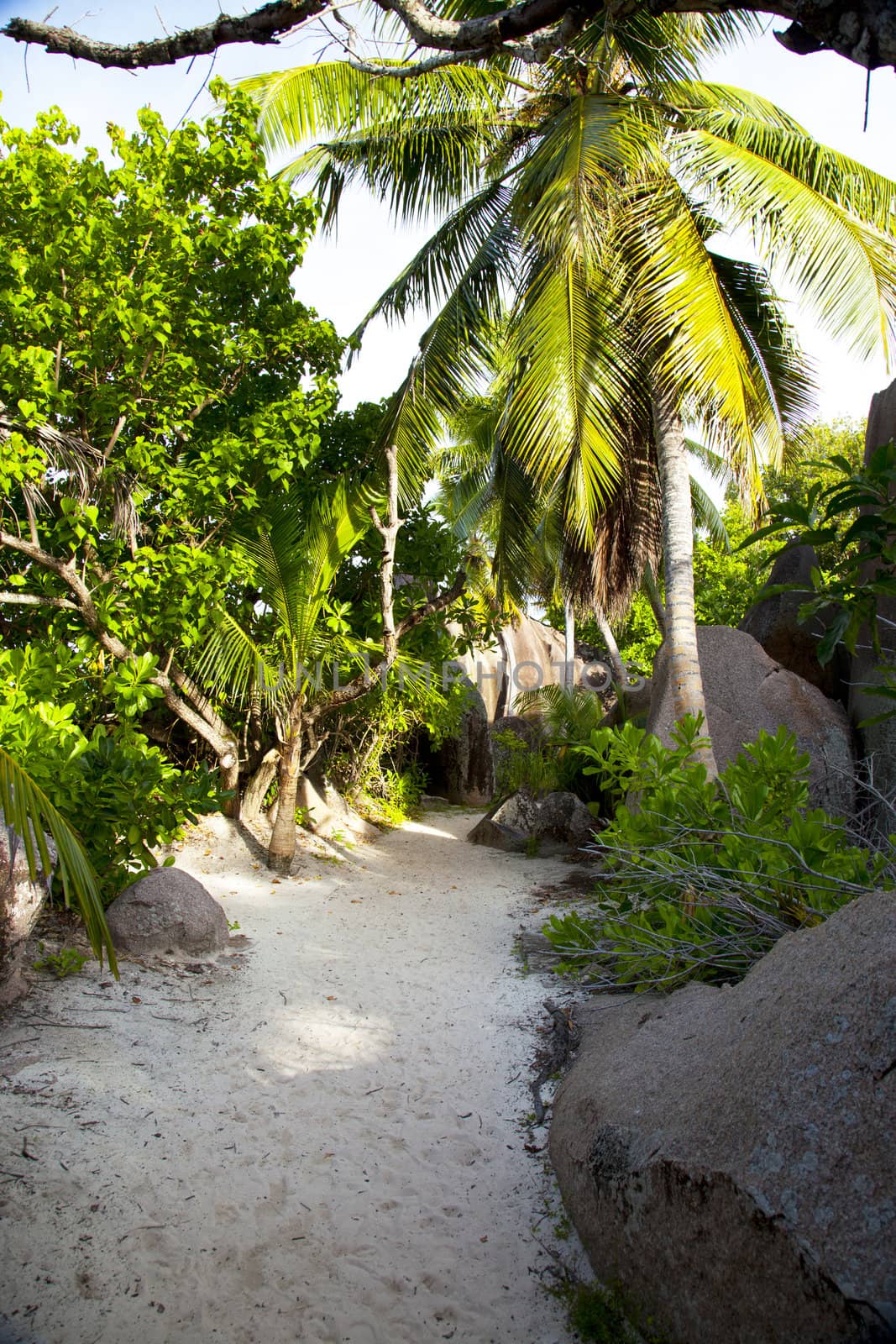 Sandy beach path leading past rocks and lush tropical vegetation to a palm tree