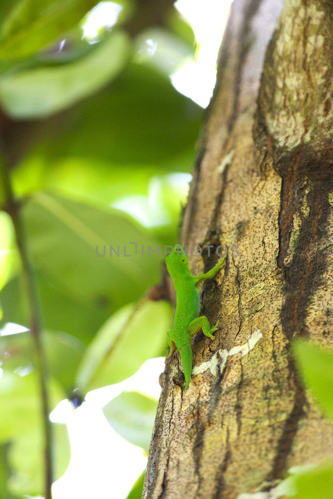 Small green lizard on the bark of a tree