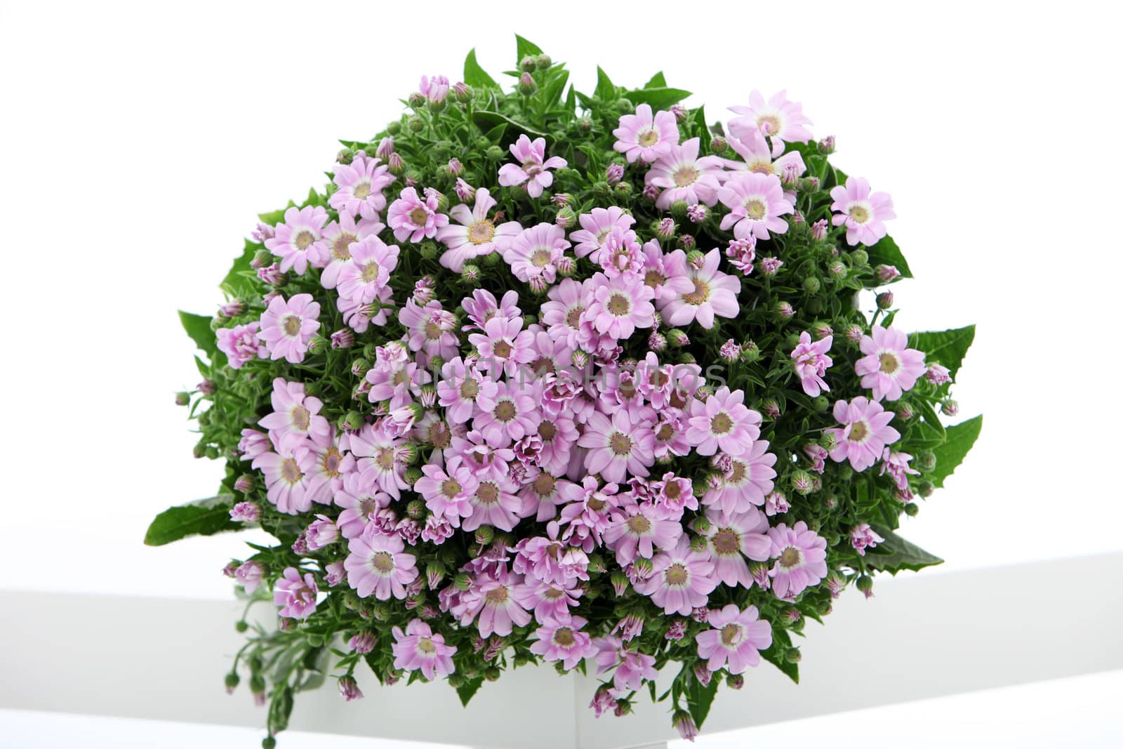 Pretty round floral bouquet of fresh lilac-coloured daises with green foliage on a white background