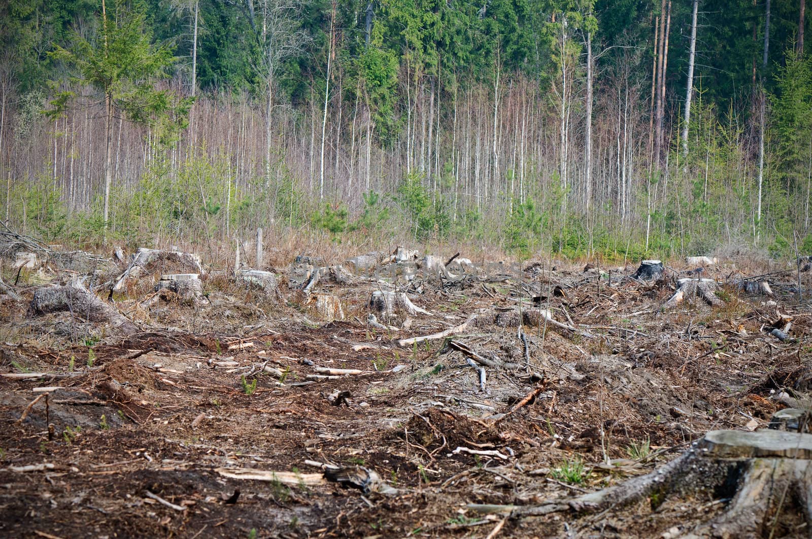 Forest After Deforestation