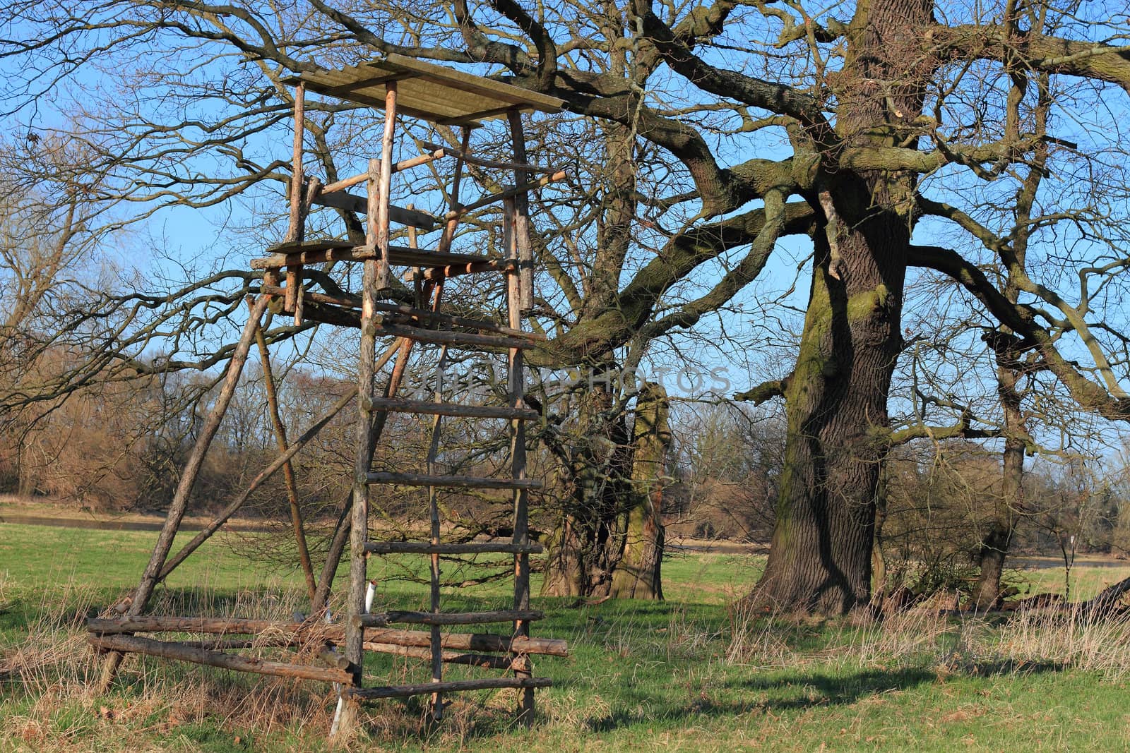 Hunting pulpit in a floodplain in early spring