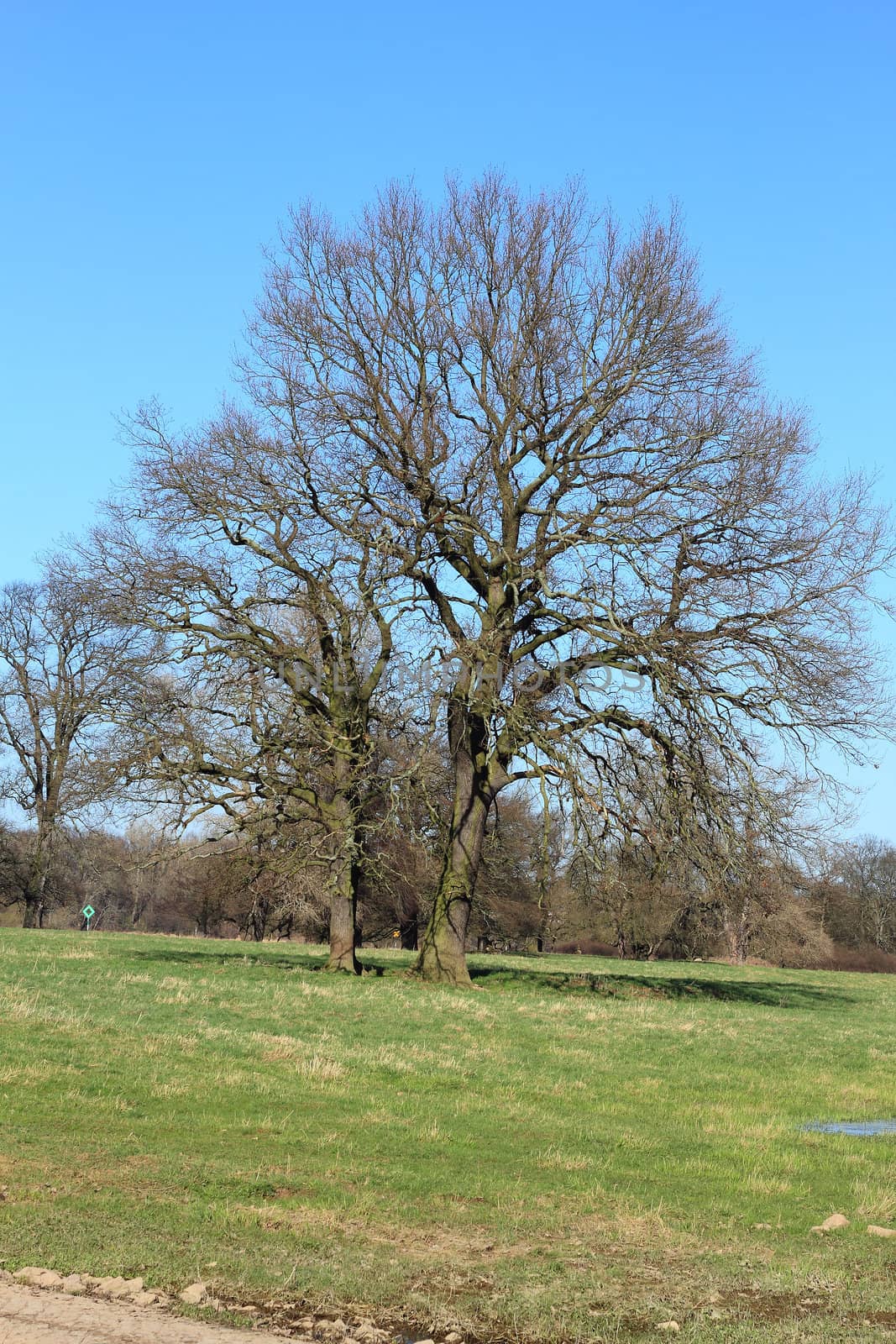Solitary oak in a floodplain in early spring
