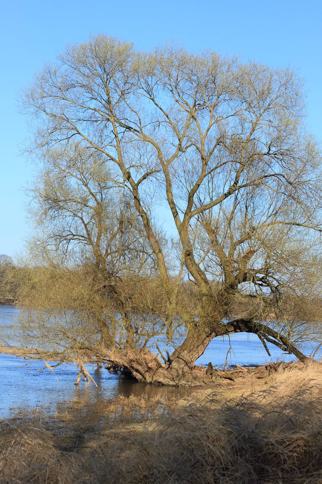 Willows in a floodplain in early spring