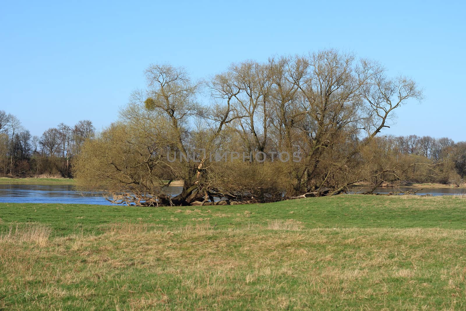 Willows in a floodplain in early spring