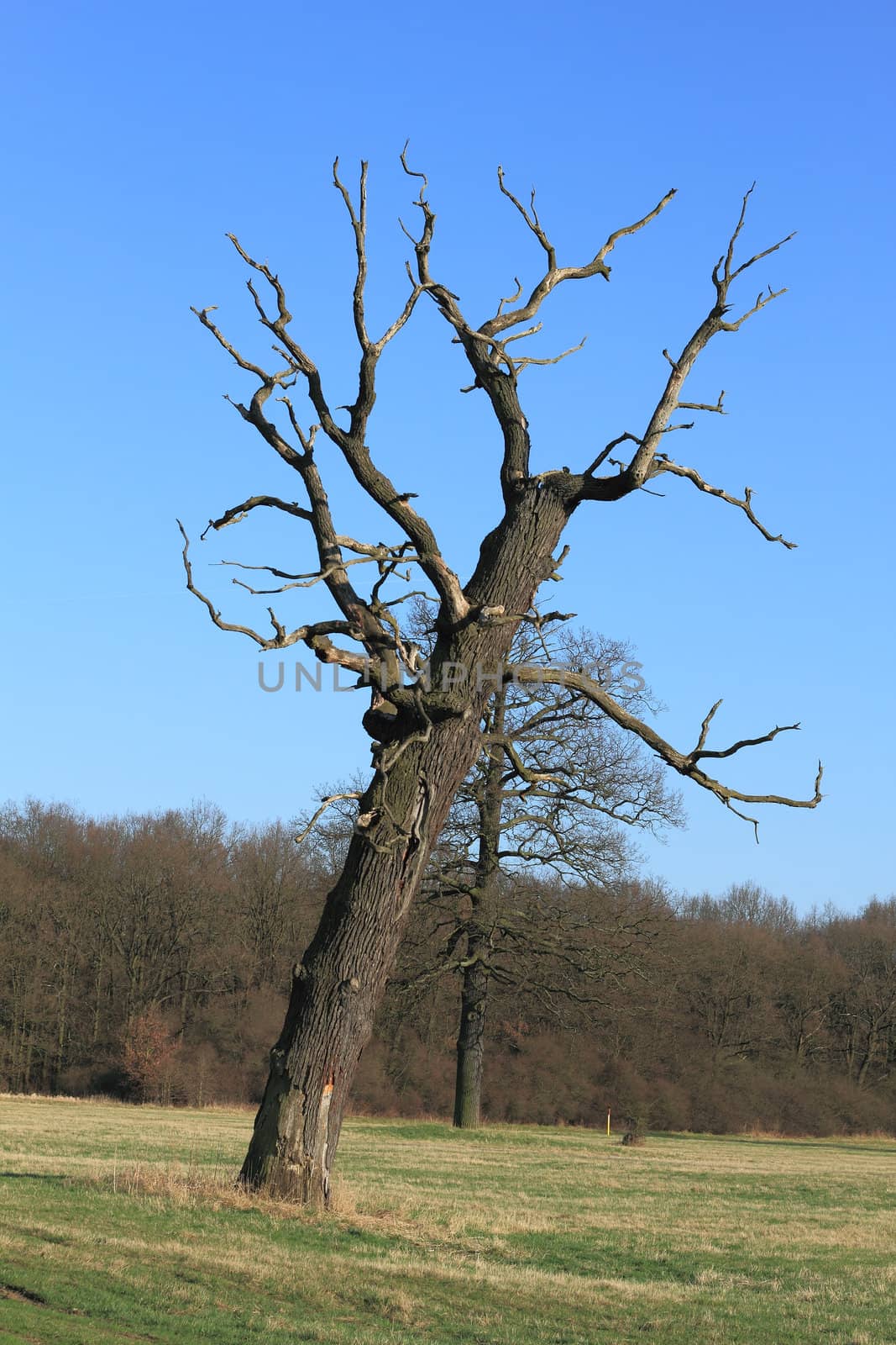 Dead oak by tdietrich