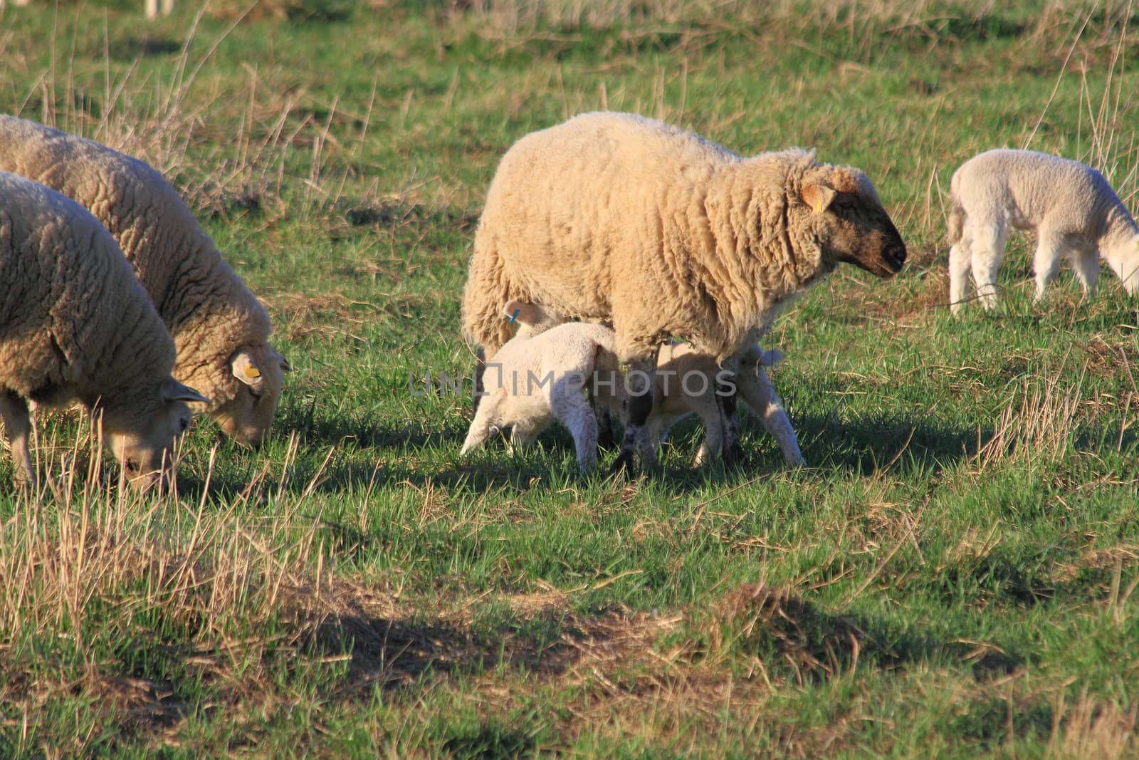 Sheep on a pasture