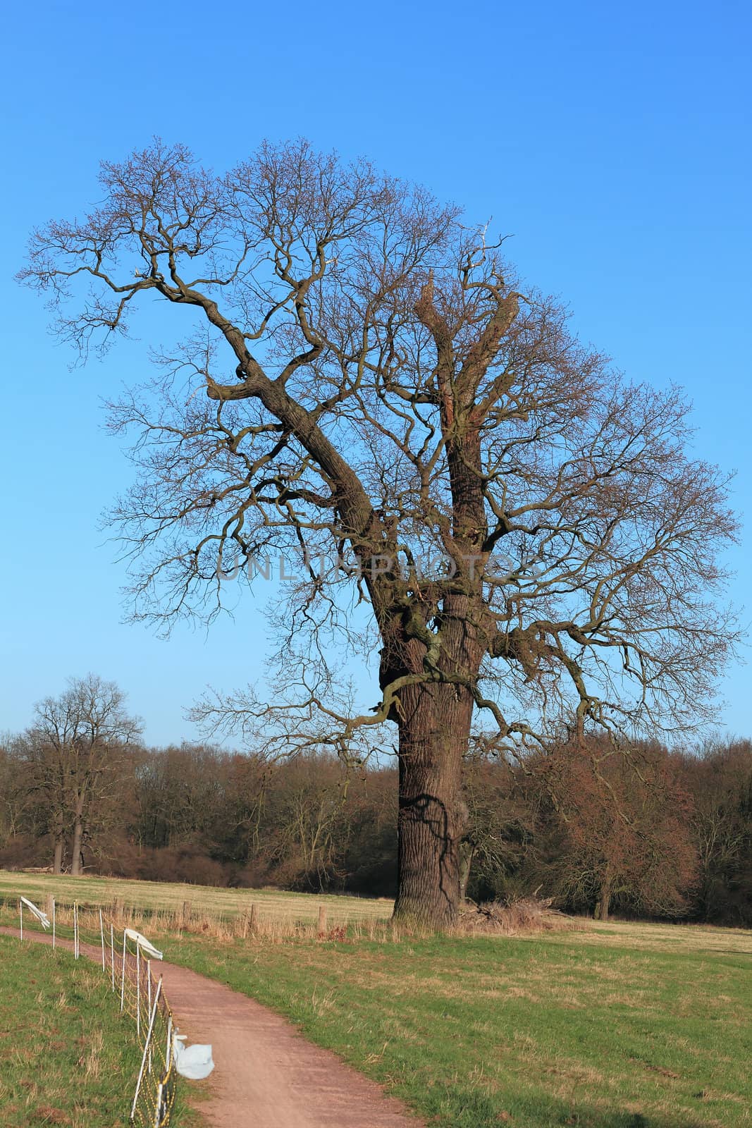 Solitary oak in a floodplain in early spring
