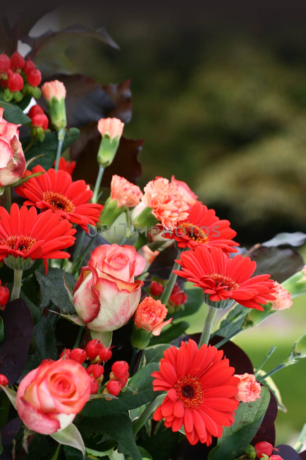 A floral arrangement of pink carnations, pink roses and red Cresanthenum. Set on a portrait format with room for copy at top of image.