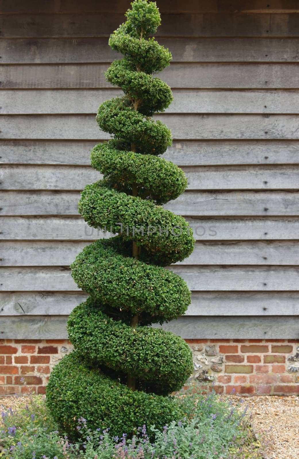 A portrait format image of an evergreen topiary tree/bush set against a wooden boarded barn background.