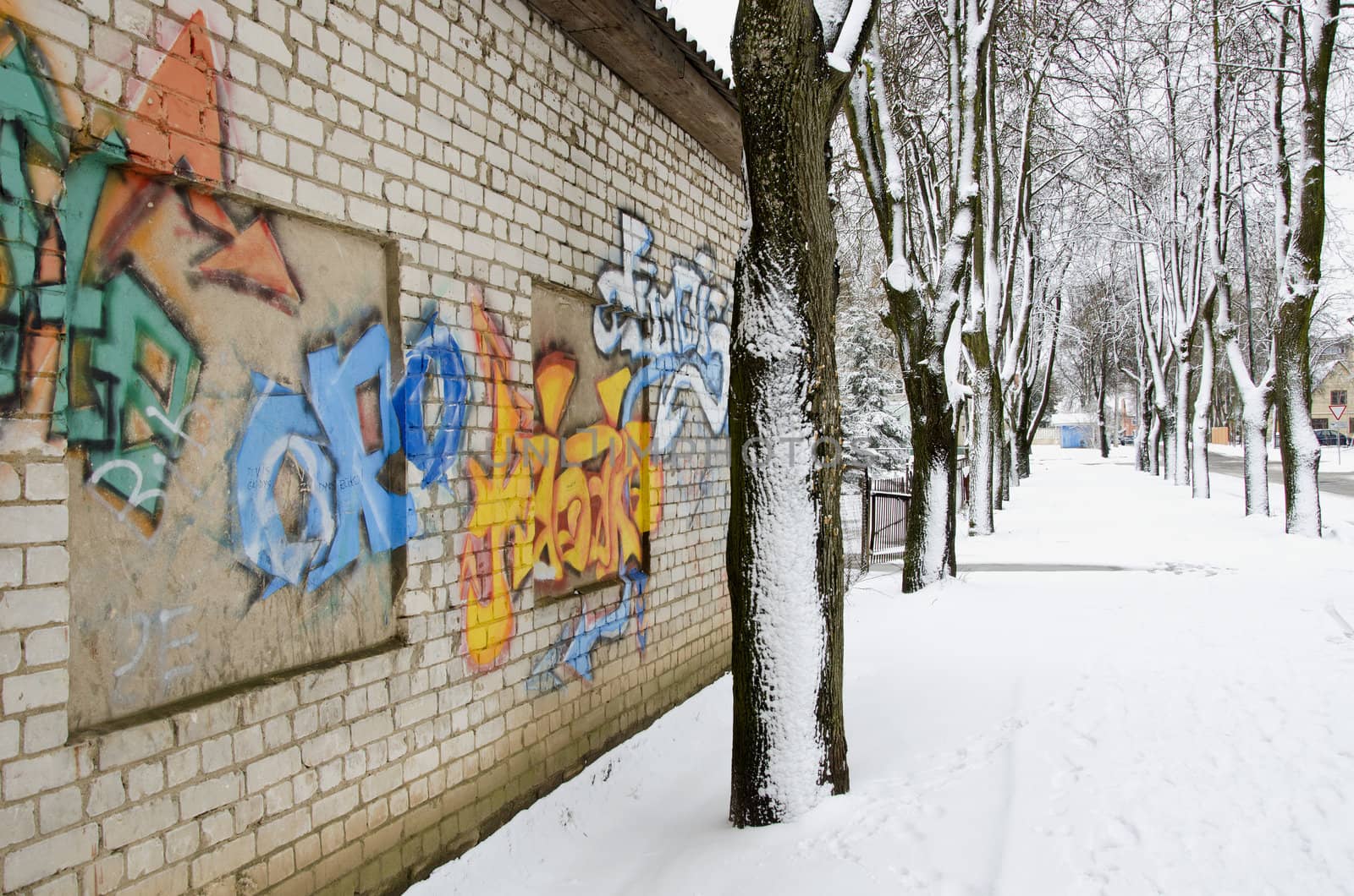 Walls graffiti and snowy lime tree trunk in winter by sauletas