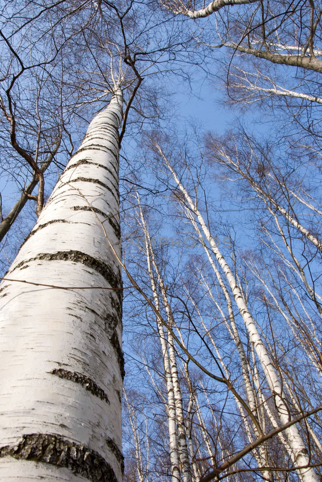 background of birch tree trunks tops on blue sky by sauletas