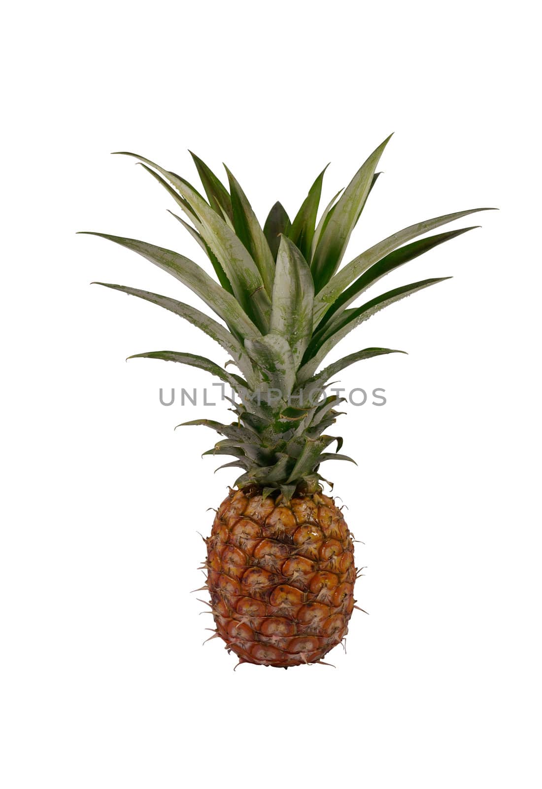 ripe pineapple isolated with clipping path included.