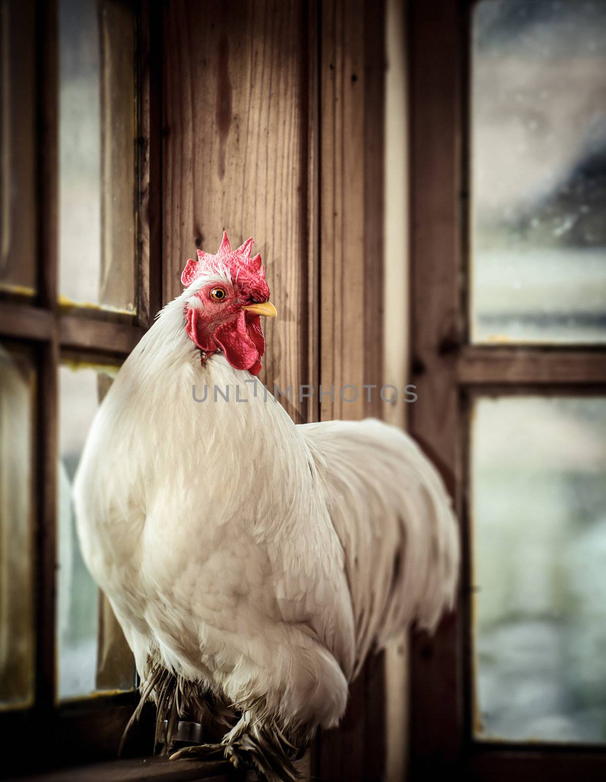 Farm white rooster by silent47