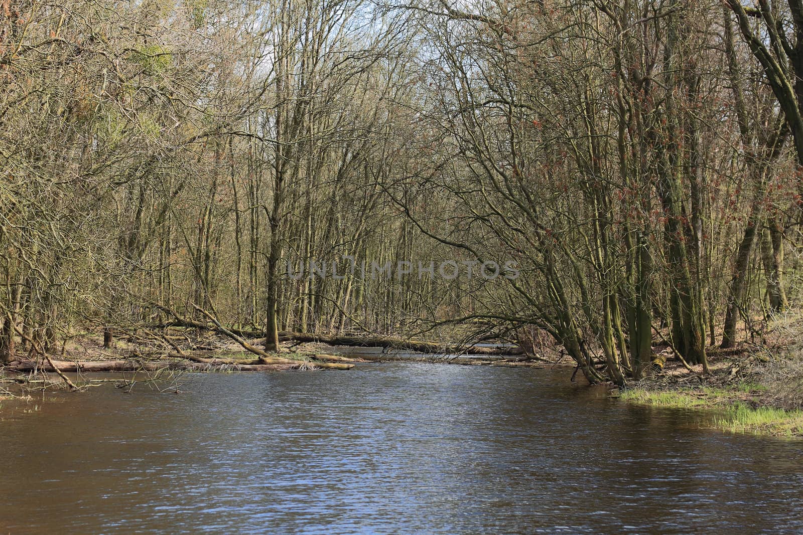 Pond in a floodplain in early spring