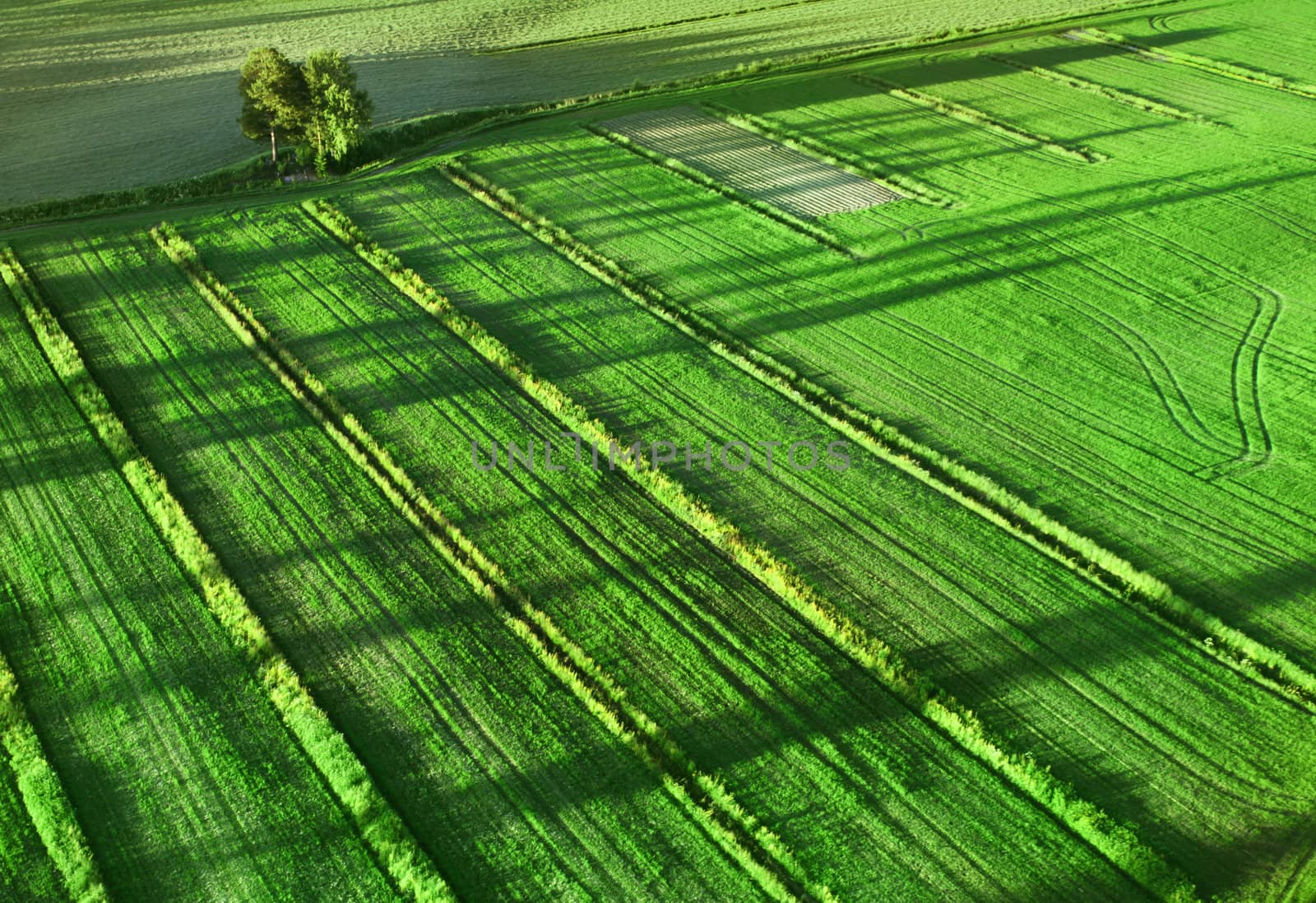 Agricultural green fields birds eye view long shadows