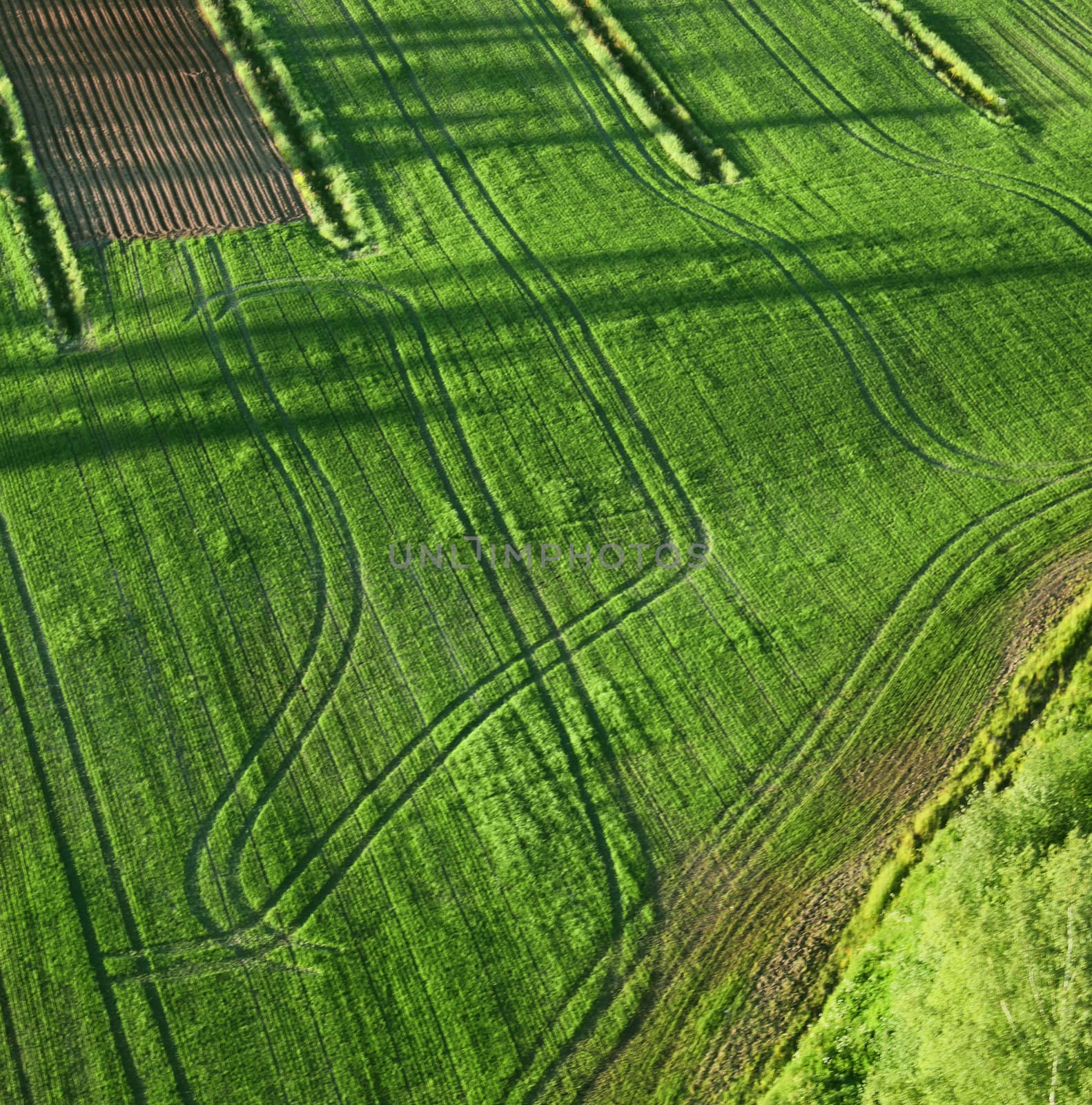 Agricultural green fields birds eye view long shadows