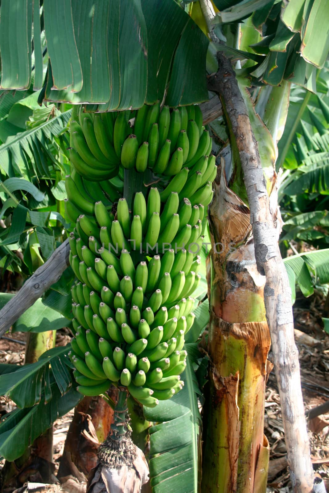 Bunch of fresh green bananas on banana farm tree