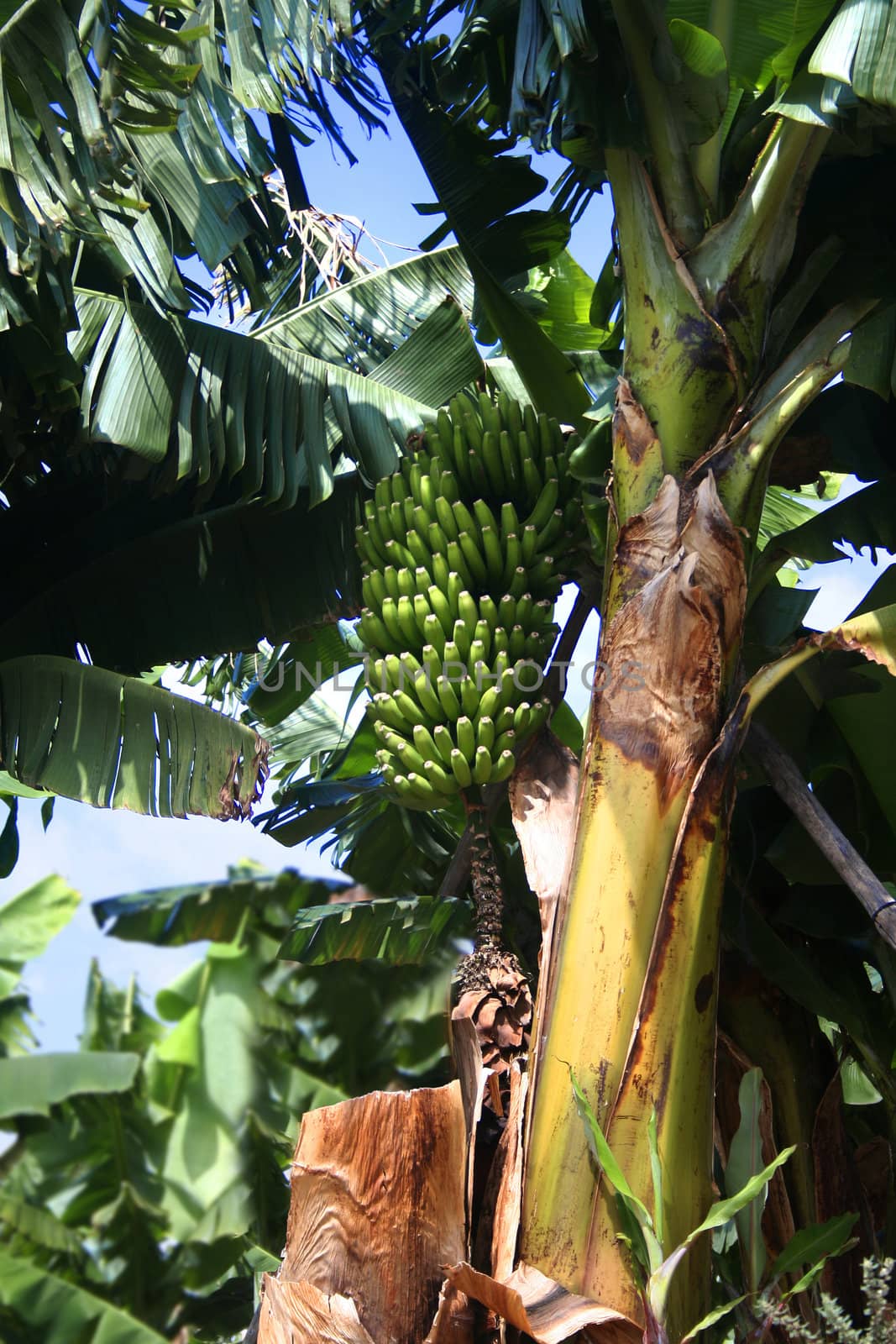 Banana bunch in banana tree by anterovium