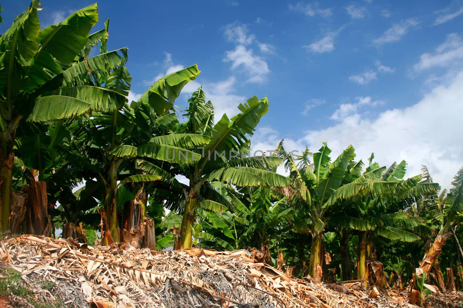 Row of green banana trees on banana production farm, blue sky background