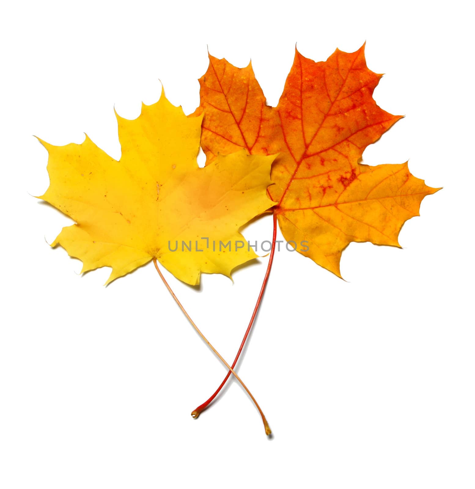 Yellow and red orange maplea leafs isolated on white background