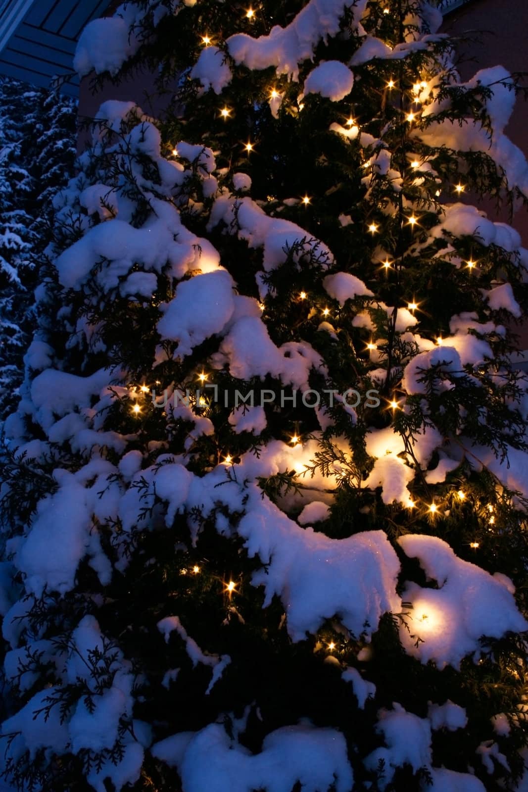 Chain of candles glowing on snow covered tree in blue evening moment
