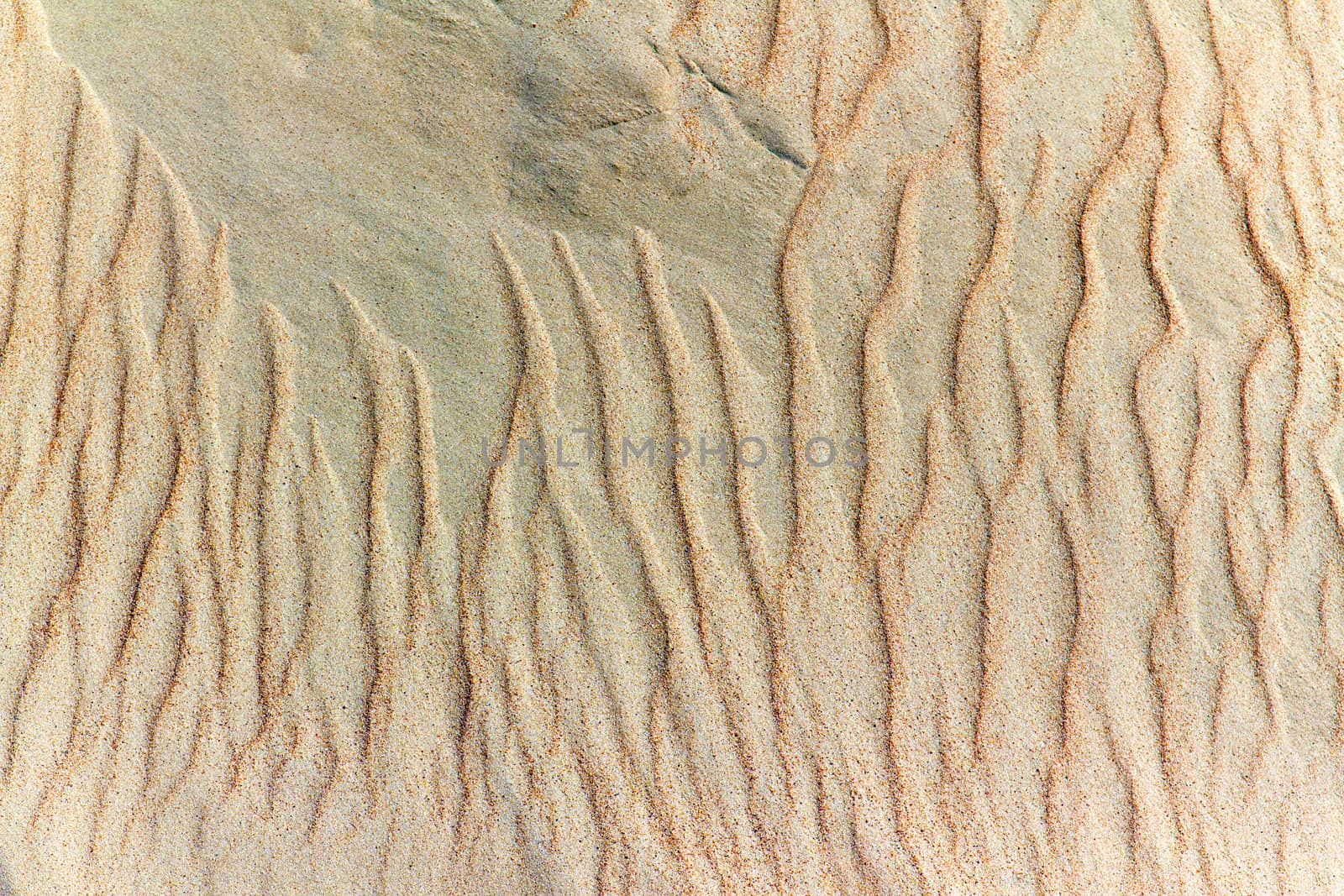 image of sand dunes in the background