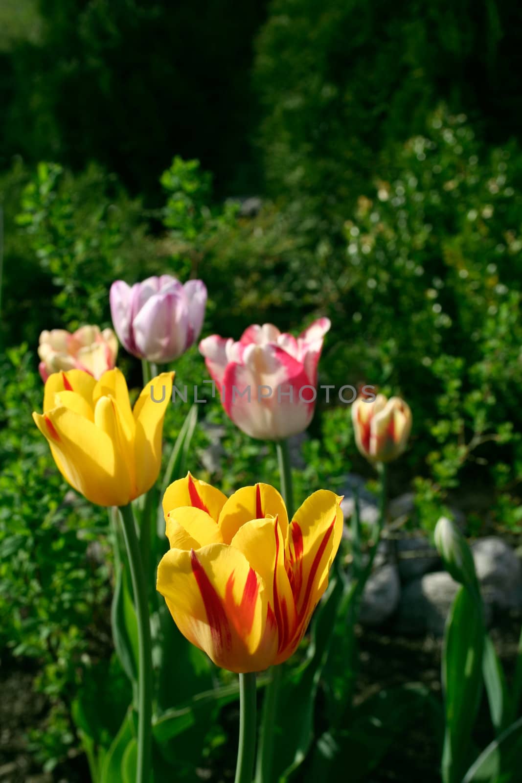 Multi colored tulips blossoming in green garden