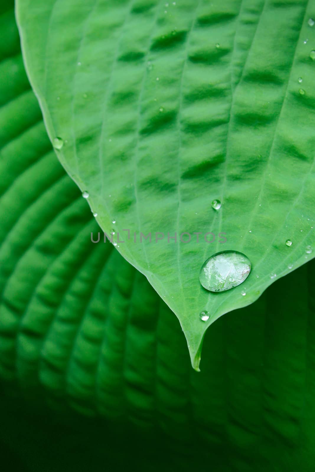 Clear water drop on tip of green plant leaf, with copyspace