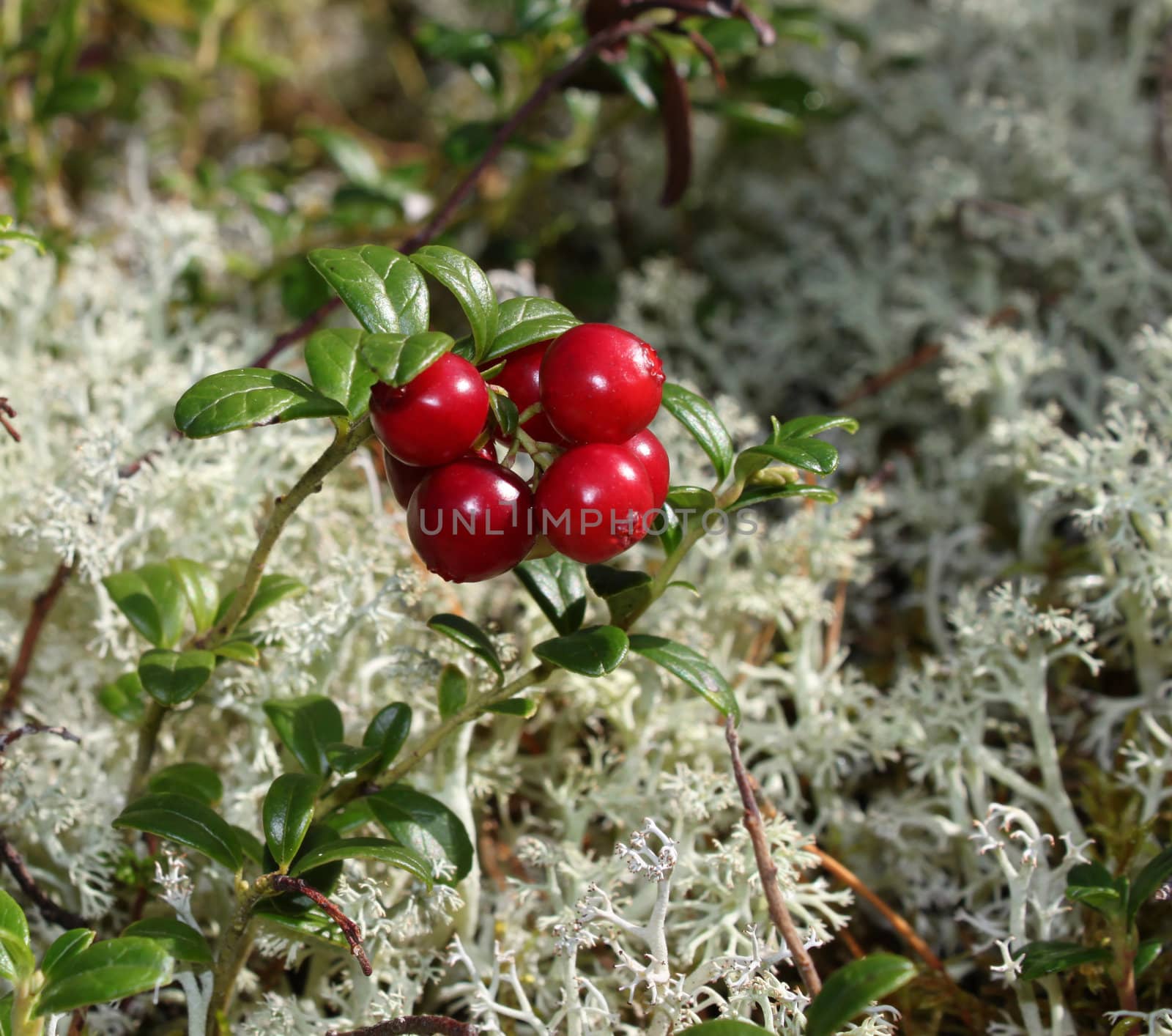 Fresh red forest cranberries on autumn lichen background