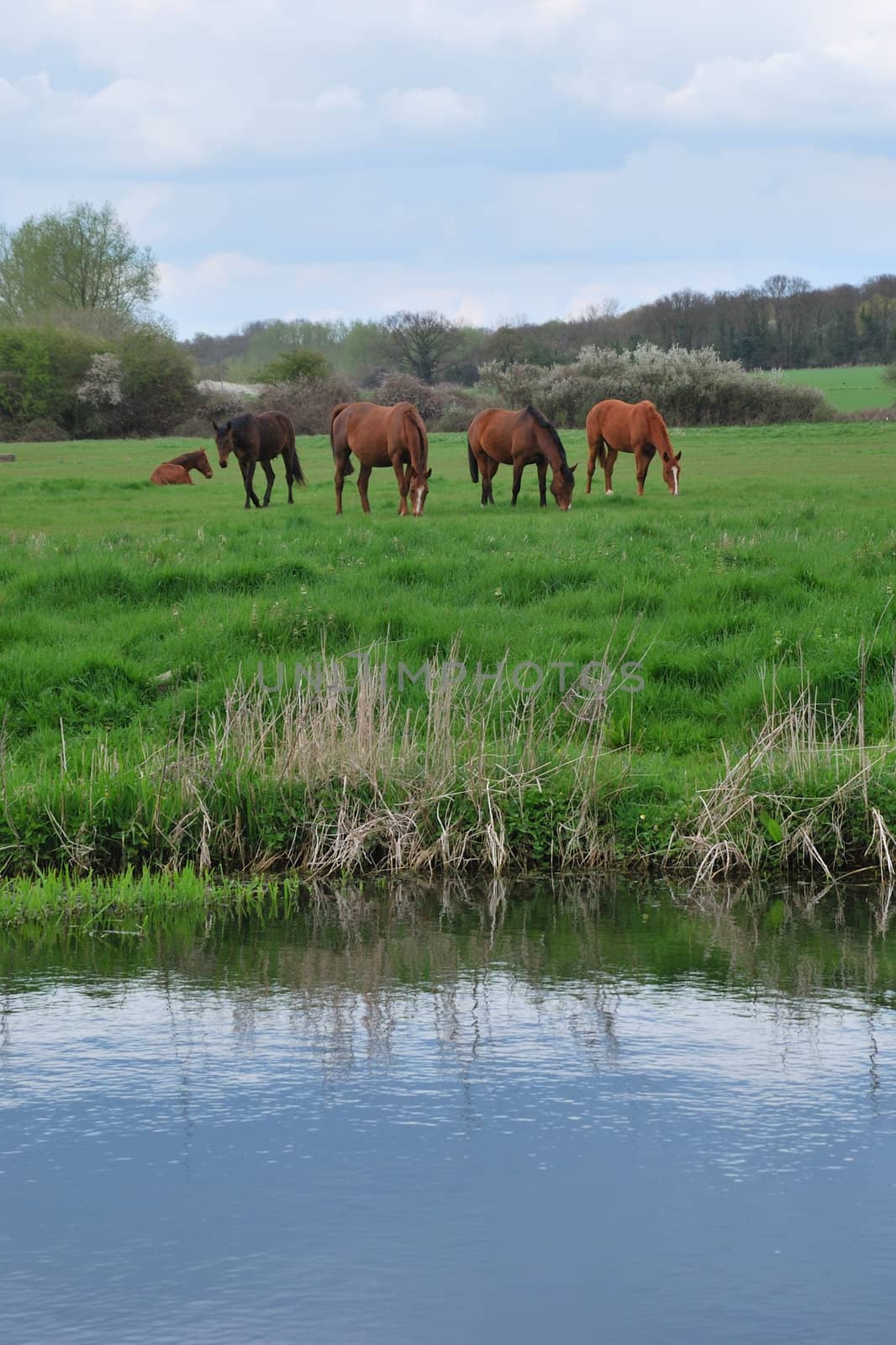 Horses in field with river in foreground