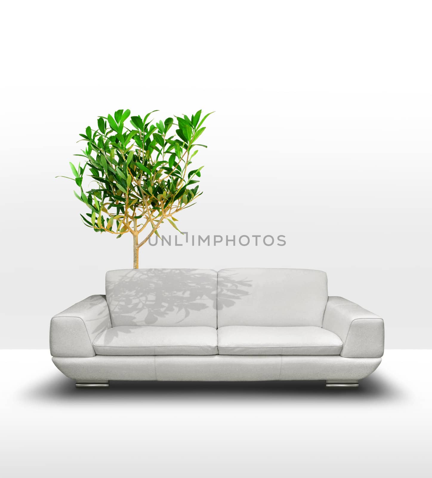 White leather sofa with green tree in clean room