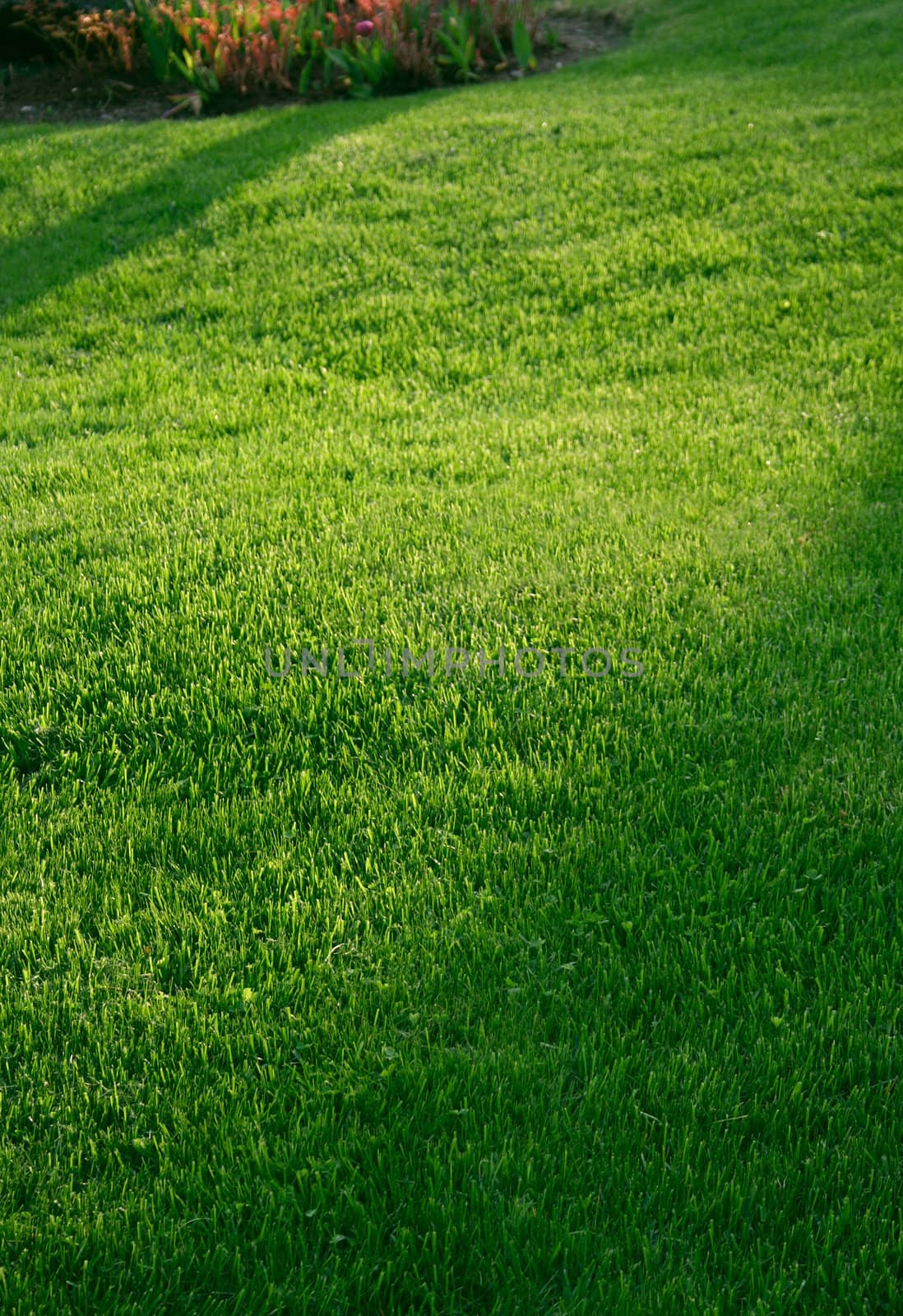 Green garden lawn grass mat with shadows, shallow DOF