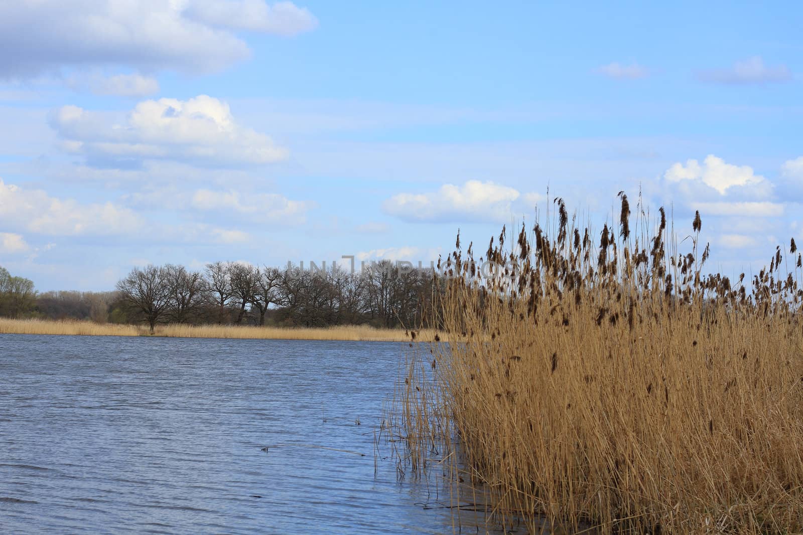 Lake in a floodplain in early spring