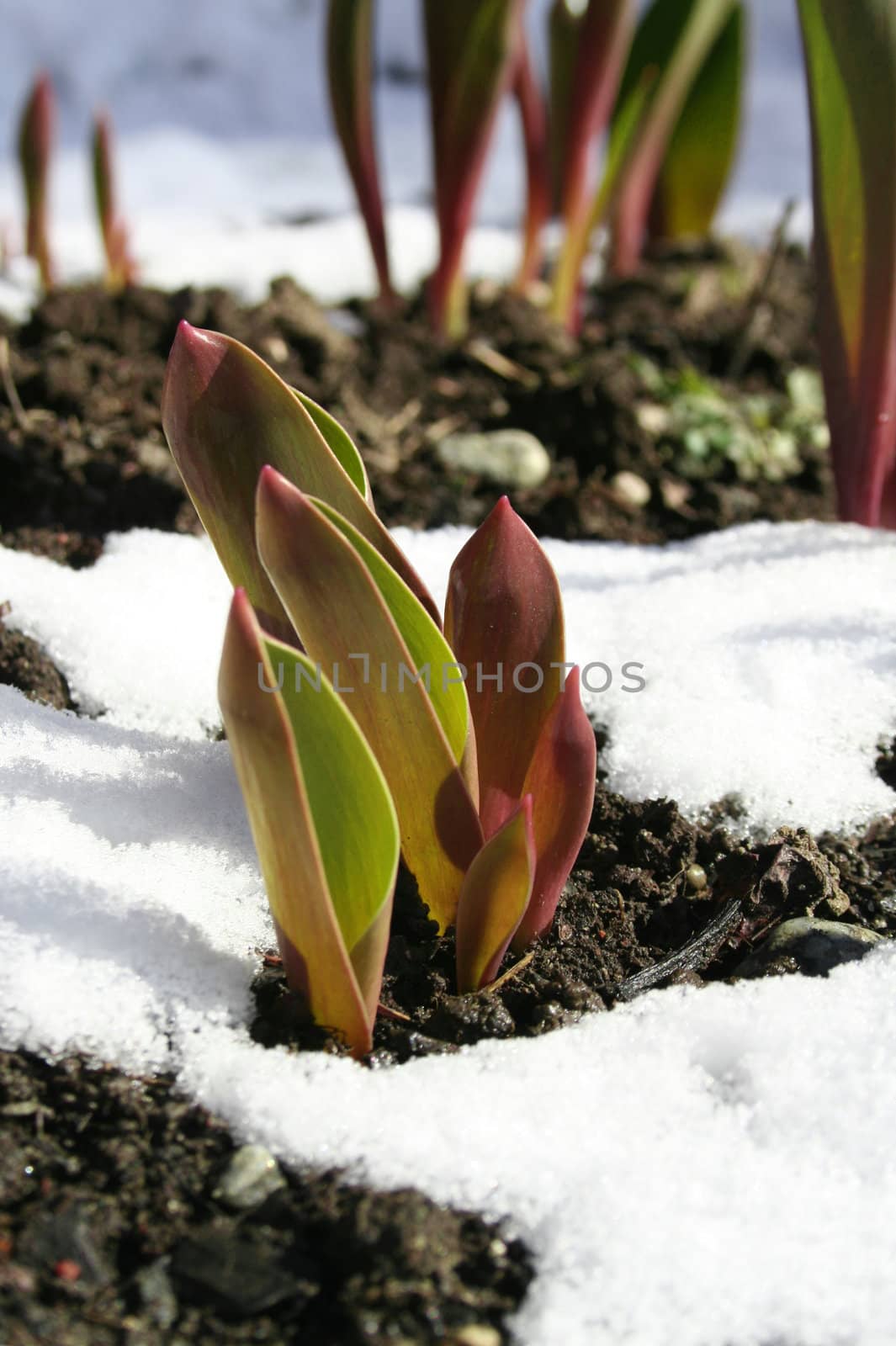 First fresh seedlings of tulip growing through spring snow