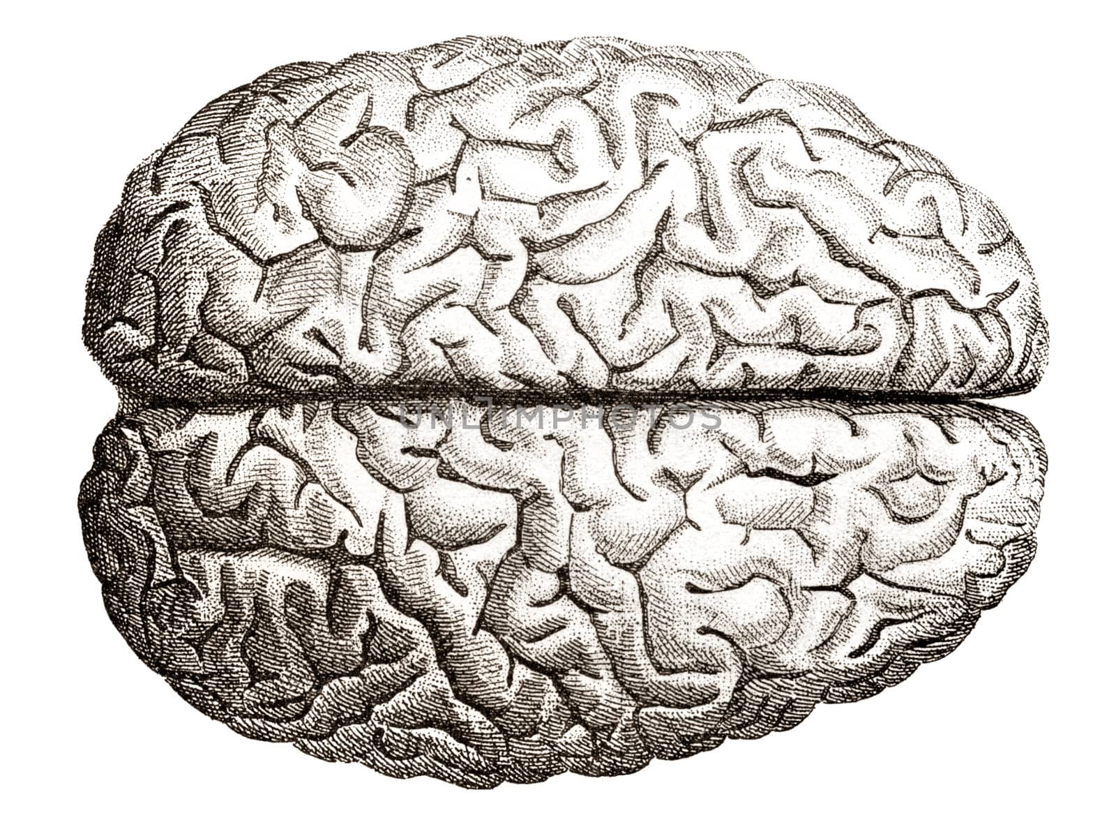 Old engraving illustration of human brains top view