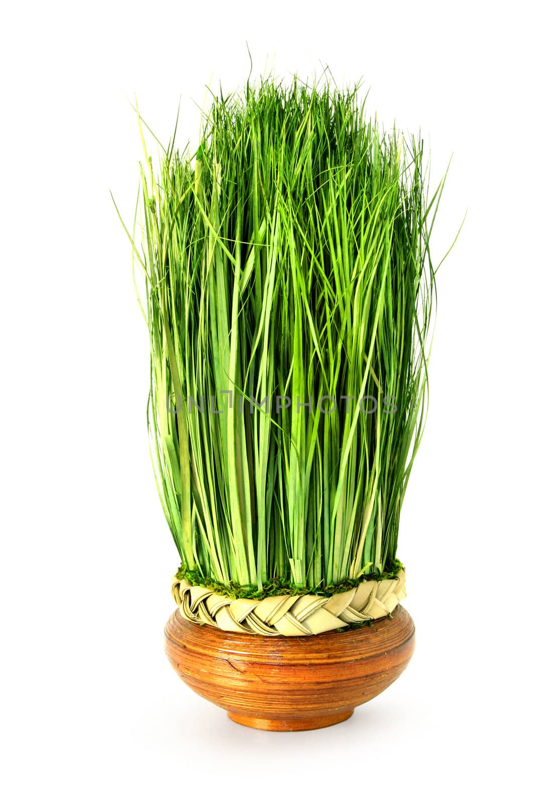 Fresh green easter decoration grass growing in a clay pot