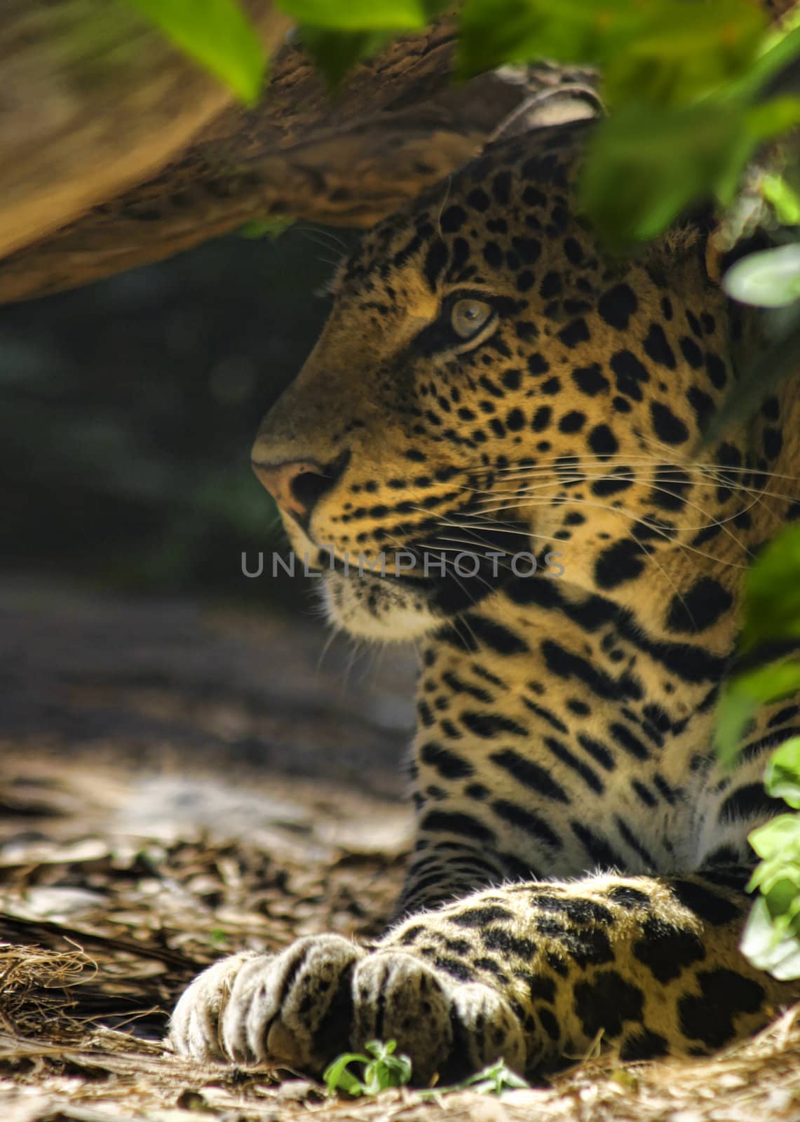 Hiding leopard by anterovium