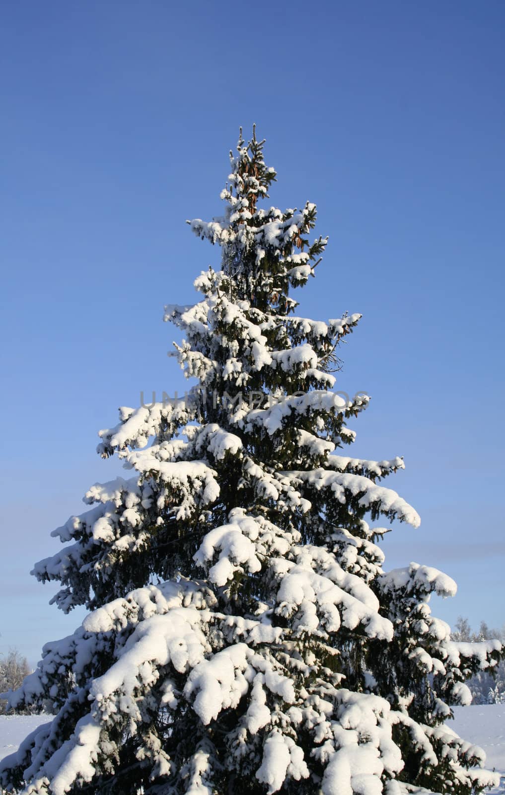 Spruce tree standing alone, covered with pure snow, blue sky background