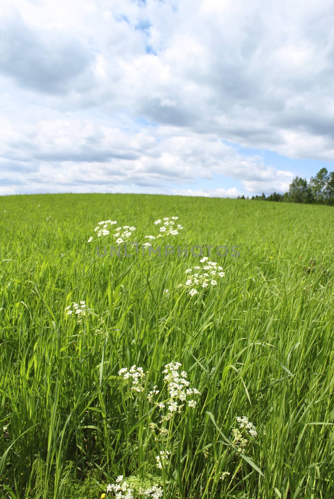 Green summer meadow with blue sky white clouds background