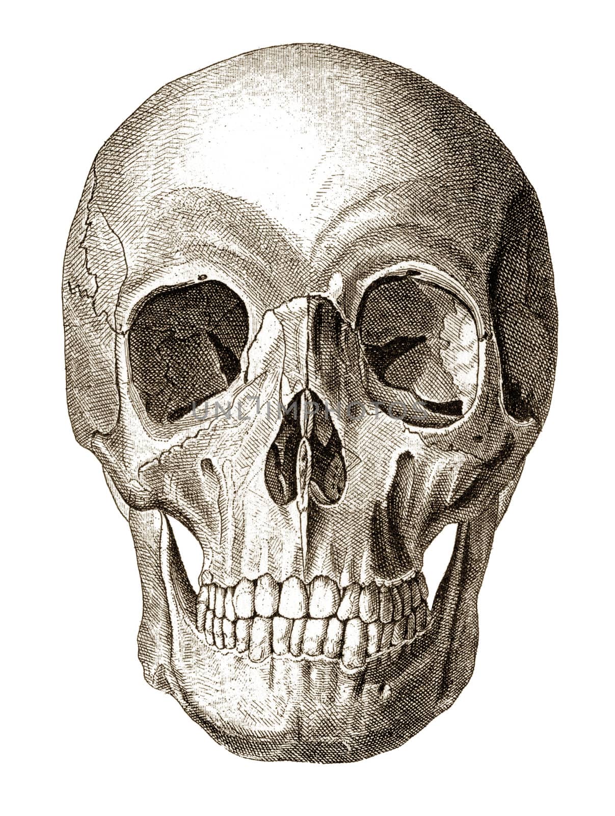 Skull illustration by anterovium