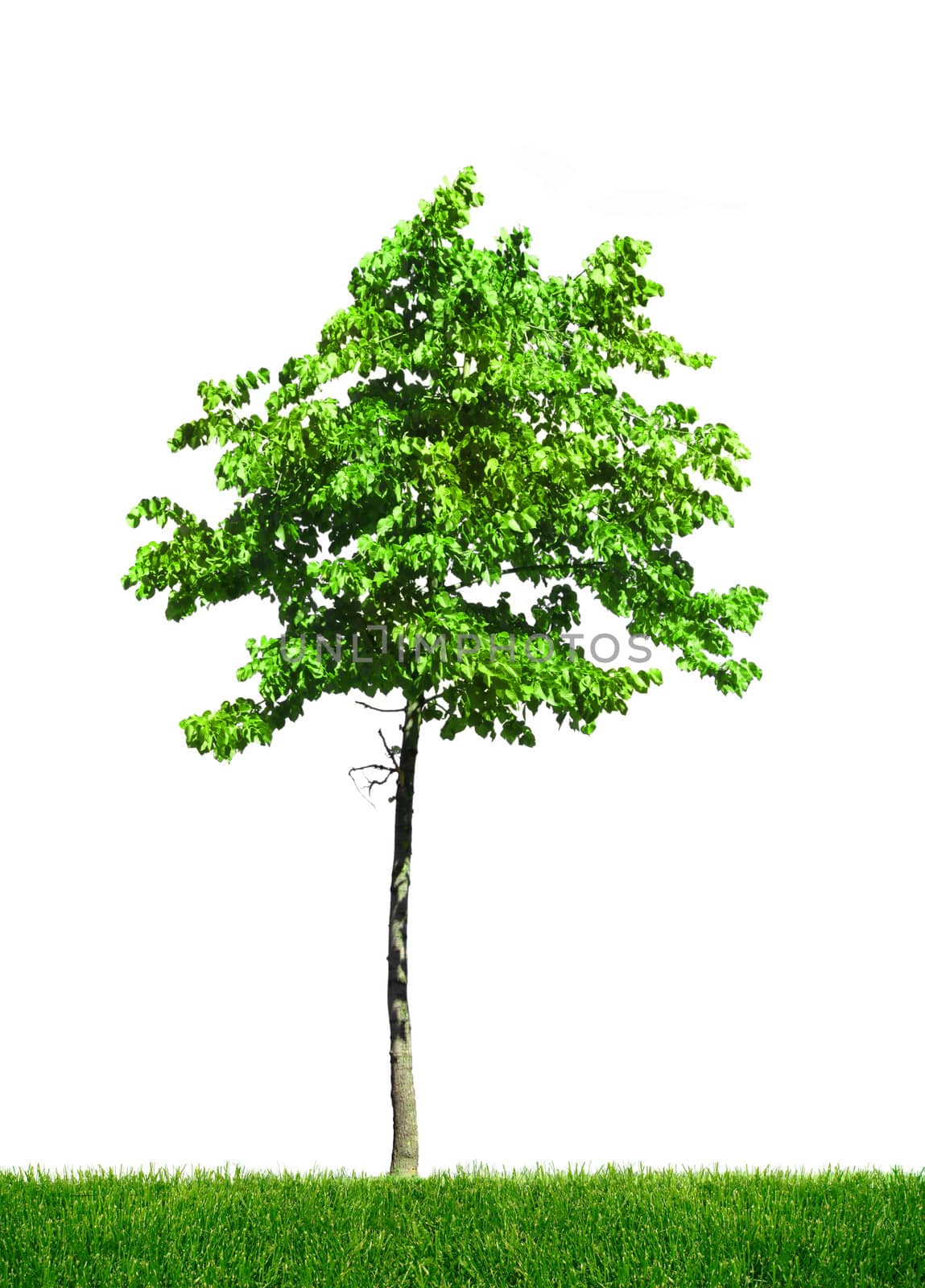 Young lone linden tree standing on grass on white background isolated